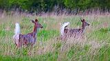 Two Deer In A Field_25321